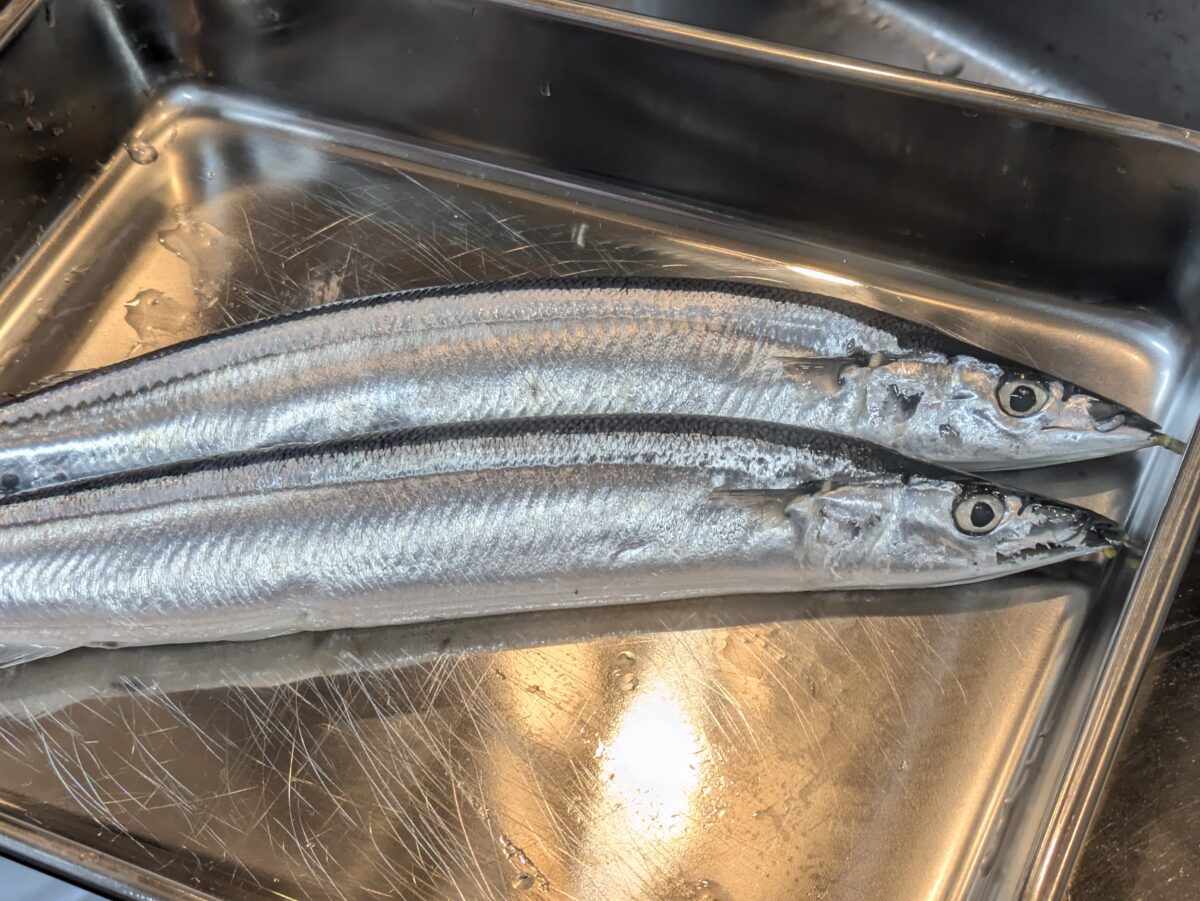 近隣のお客様からいただいた、立派な秋刀魚。閉店後に塩焼きでまかないとしていただきました。